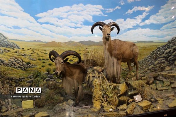 موزه حیات وحش پارک پردیسان تهران