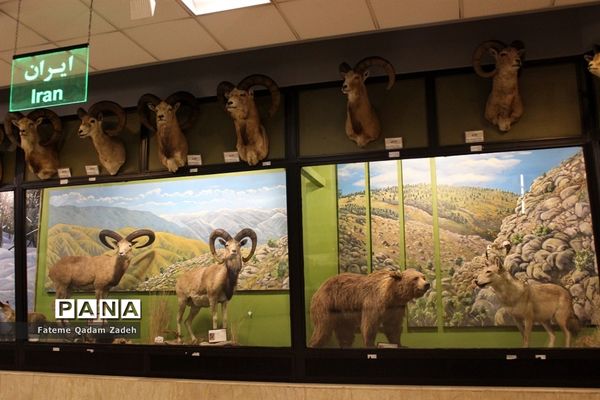 موزه حیات وحش پارک پردیسان تهران