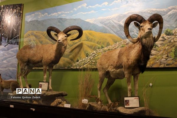 موزه حیات وحش پارک پردیسان تهران