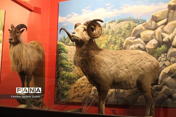 موزه حیات وحش پارک پردیسان تهران