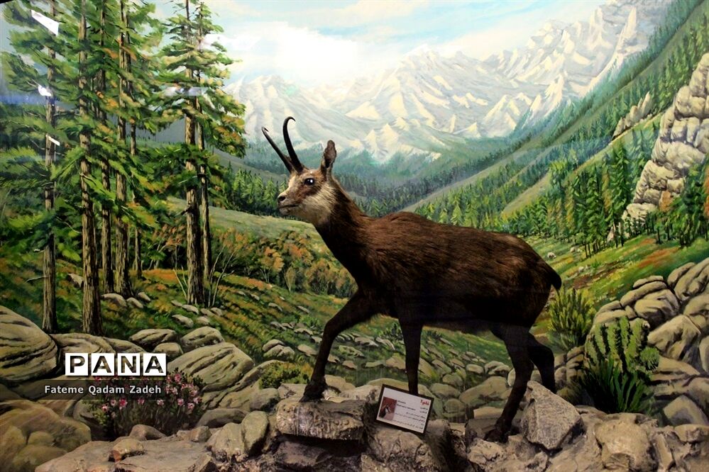 موزه حیات وحش پارک پردیسان تهران