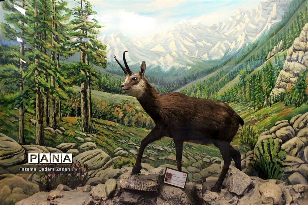 موزه حیات وحش پارک پردیسان تهران