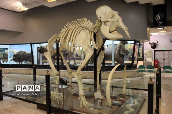 موزه حیات وحش پارک پردیسان تهران