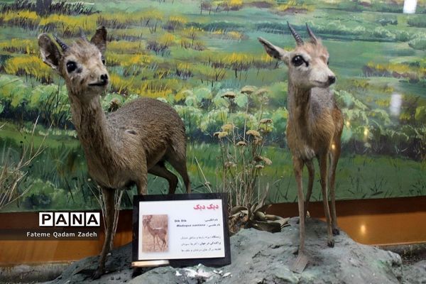 موزه حیات وحش پارک پردیسان تهران