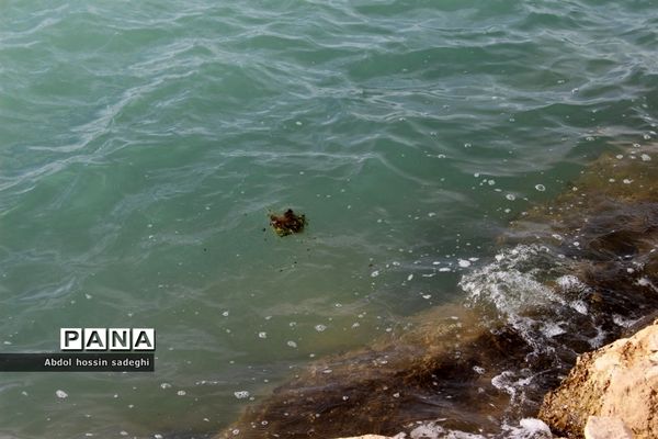 سیزده بدر در بوشهر