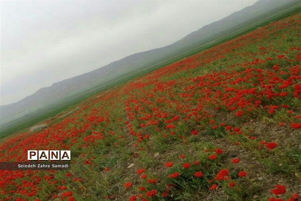 دشت شقایق شهرستان ملارد