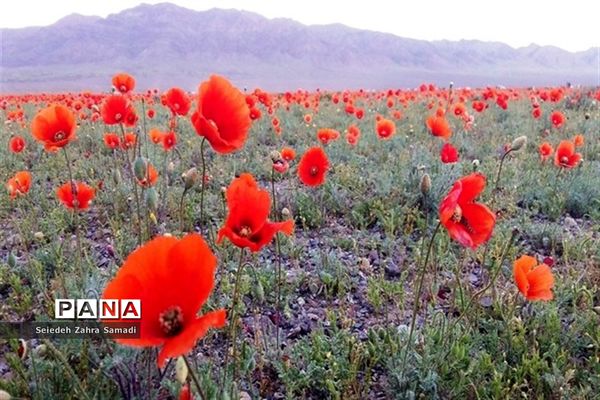 دشت شقایق شهرستان ملارد