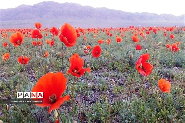 دشت شقایق شهرستان ملارد