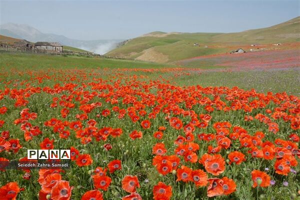 دشت شقایق شهرستان ملارد