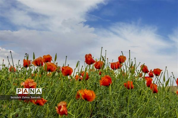 دشت شقایق شهرستان ملارد