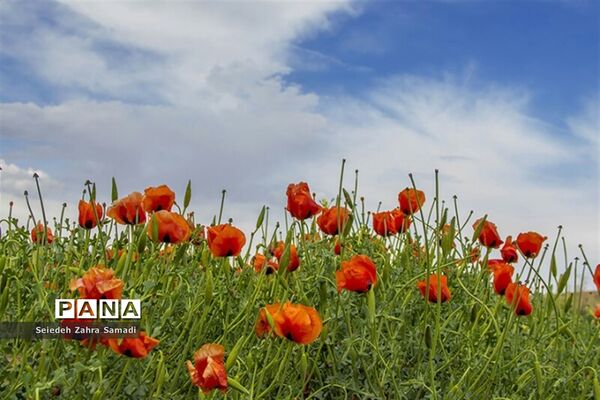 دشت شقایق شهرستان ملارد