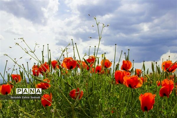 دشت شقایق شهرستان ملارد