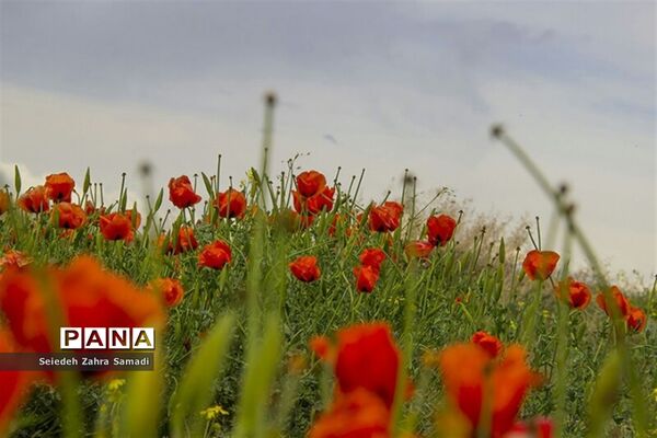 دشت شقایق شهرستان ملارد