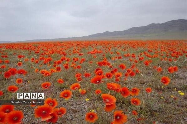 دشت شقایق شهرستان ملارد