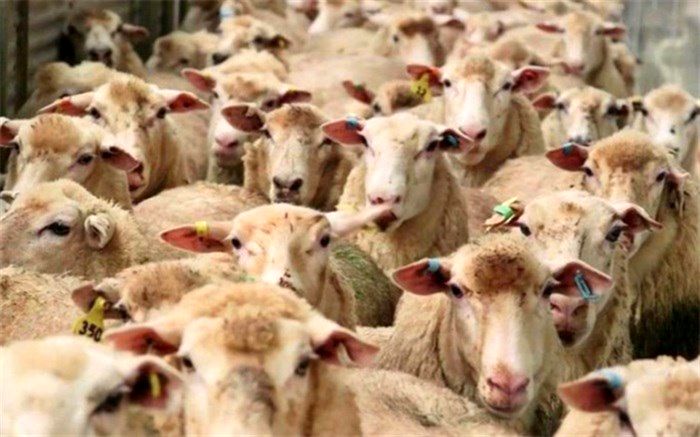 ۶۳ هزار راس دام زنده از بندر چابهار وارد کشور شد