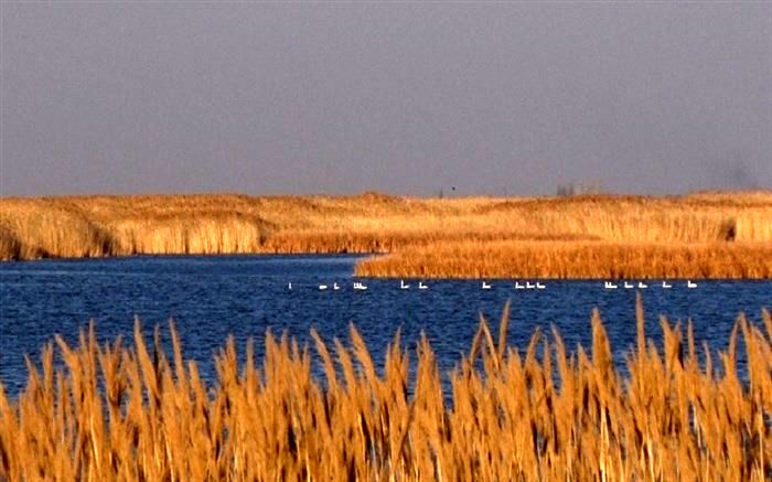 تالاب فصلی «قره قشلاق» در مهاباد پس از 6 سال احیا شد