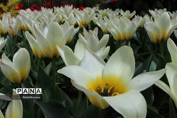 باغ لاله های کرج