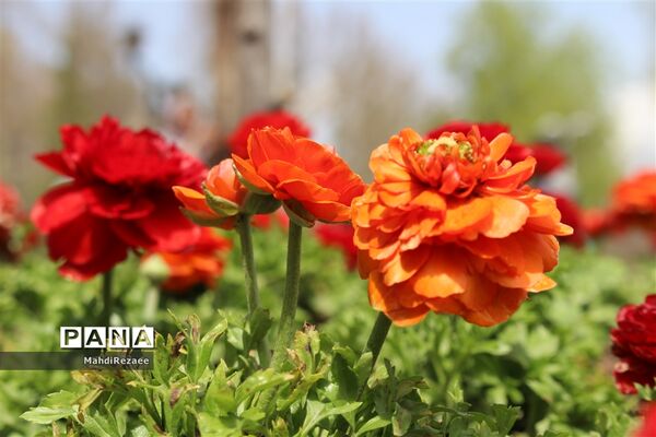 باغ لاله های کرج