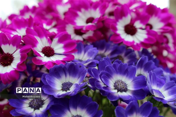 باغ لاله های کرج