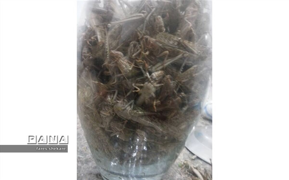 هجوم ملخ‌ها به مزارع در شهرستان خنج