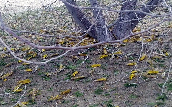 مبارزه با ملخ صحرایی درسیستان و بلوچستان به 11هزار هکتار رسید