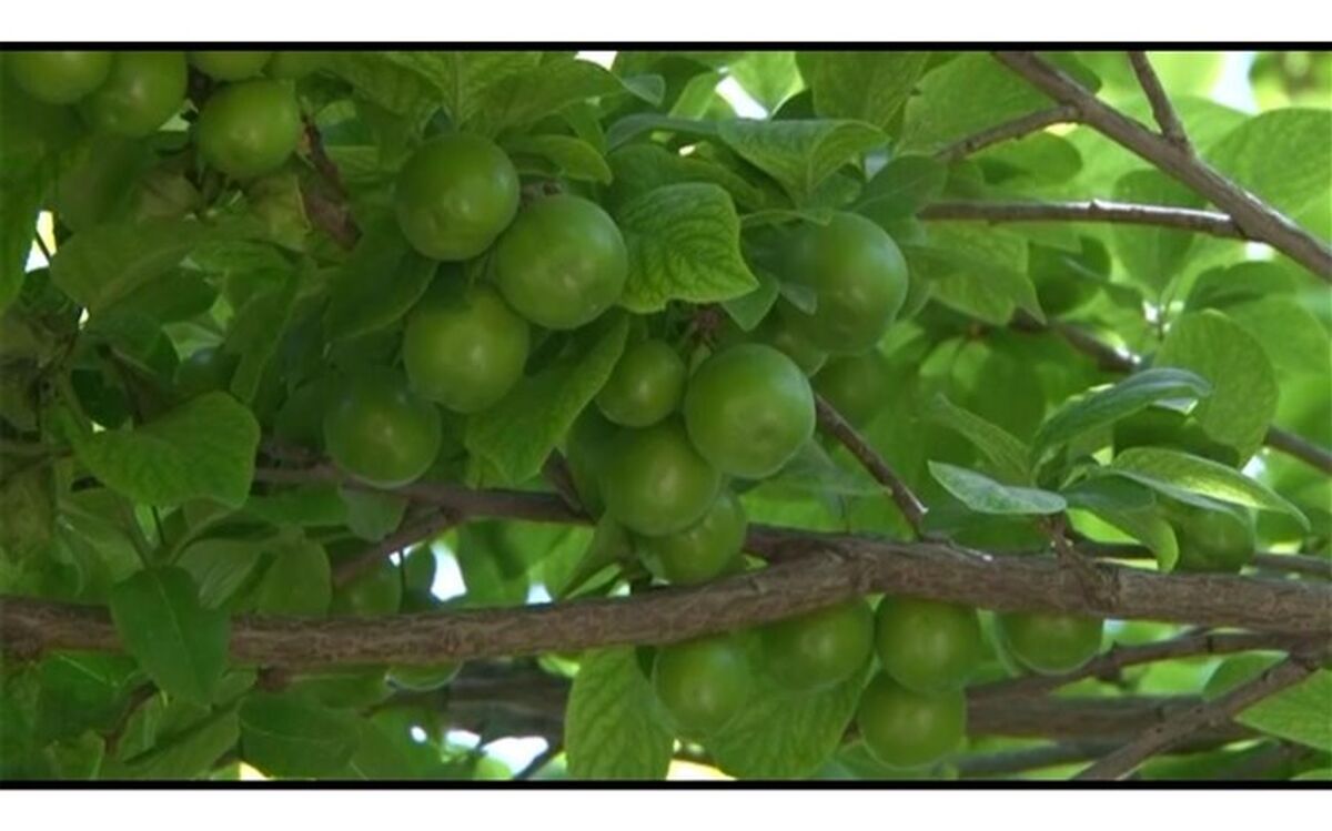 قیمت نوبرانه‌ها در میادین میوه و تره‌بار