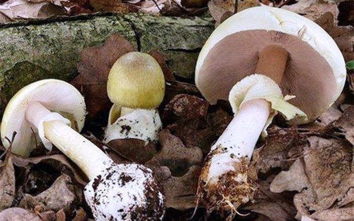 مسمومیت 13 نفر در اثر مصرف قارچ در آذربایجان غربی