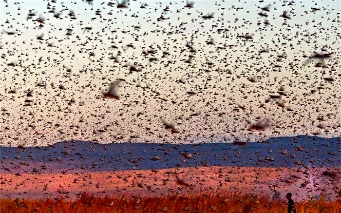 حمله ملخ‌ها را سیاسی نکنید!