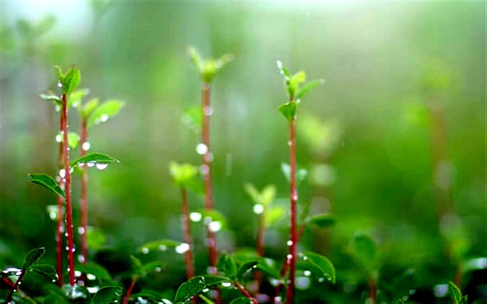 مطلوب شدن  پوشش گیاهی در پی بارندگی‌های اخیر کشور