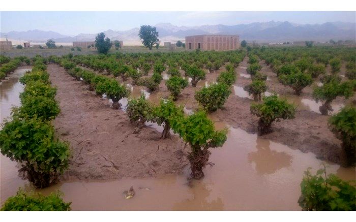 دولت به ازای هر هکتار 5 میلیون تومان به خسارت دیدگان کمک بلاعوض می کند