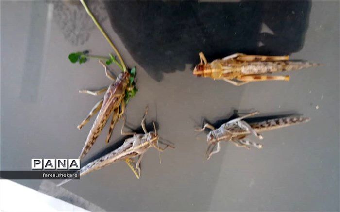 آفت ملخ صحرایی با سمپاش‌های نوین قابل کنترل است