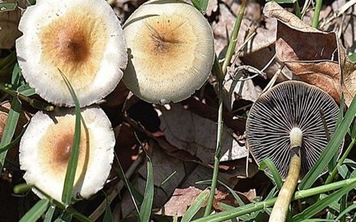 معاونت غذا و داروی دانشگاه علوم پزشکی بیرجند: مردم از مصرف قارچ های خودرو در طبیعت خودداری کنند