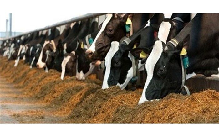 دامداری‌های بزرگ مقیاس در آذربایجان‌غربی توسعه می‌یابد