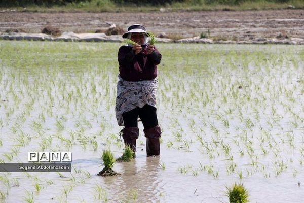 نخستین نشاکاری روستای لیمون شهرستان ساری
