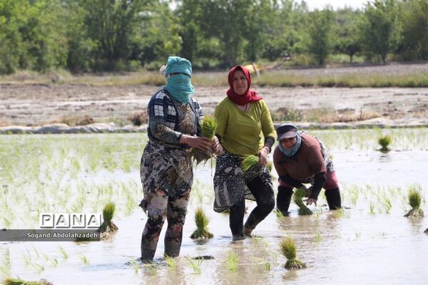 نخستین نشاکاری روستای لیمون شهرستان ساری