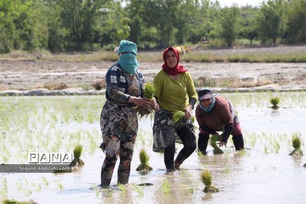 نخستین نشاکاری روستای لیمون شهرستان ساری
