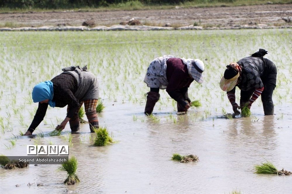 نخستین نشاکاری روستای لیمون شهرستان ساری