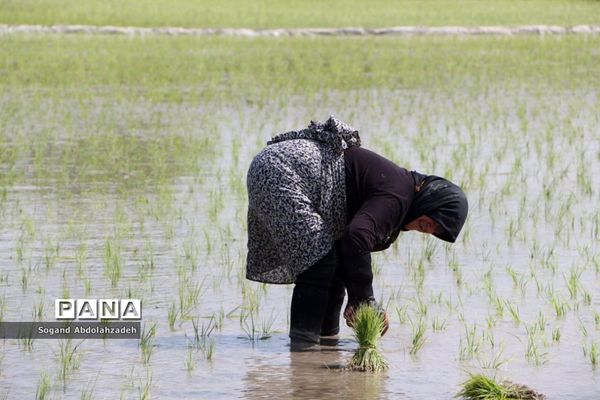 نخستین نشاکاری روستای لیمون شهرستان ساری