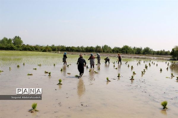 نخستین نشاکاری روستای لیمون شهرستان ساری