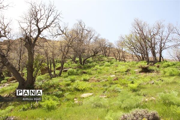 طبیعت زیبای تنگه سرخ سپیدان و یاسوج
