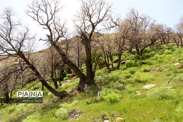 طبیعت زیبای تنگه سرخ سپیدان و یاسوج