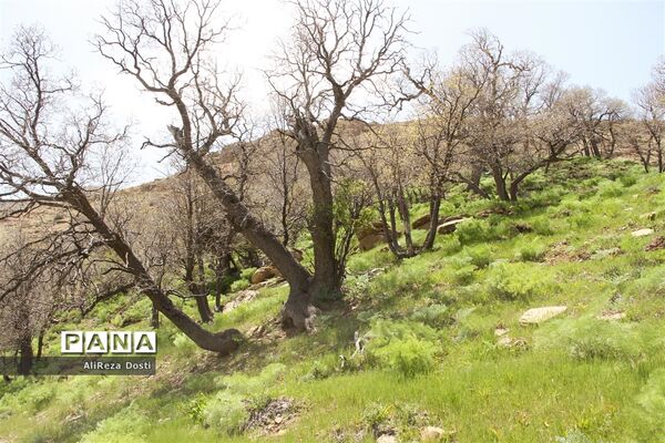 طبیعت زیبای تنگه سرخ سپیدان و یاسوج