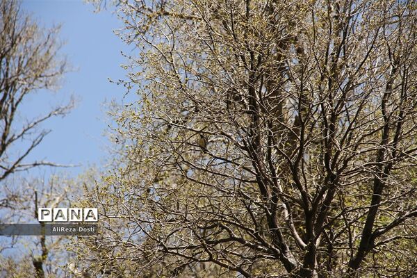 طبیعت زیبای تنگه سرخ سپیدان و یاسوج