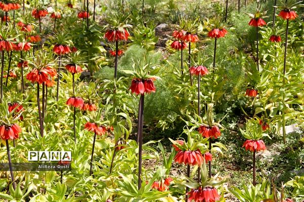 طبیعت زیبای تنگه سرخ سپیدان و یاسوج