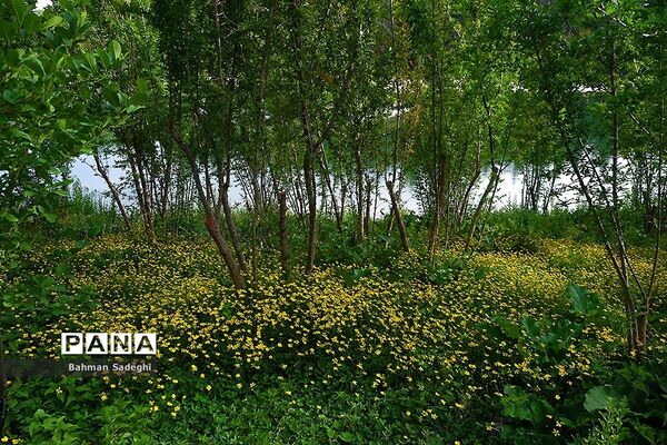 باغ گیاه شناسی ملی ایران