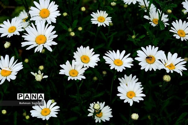 باغ گیاه شناسی ملی ایران