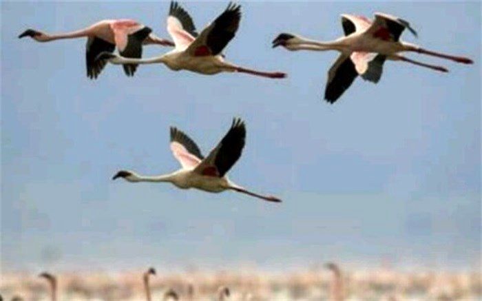 یک قدم تا انقراض چهار گونه پرنده در کشور