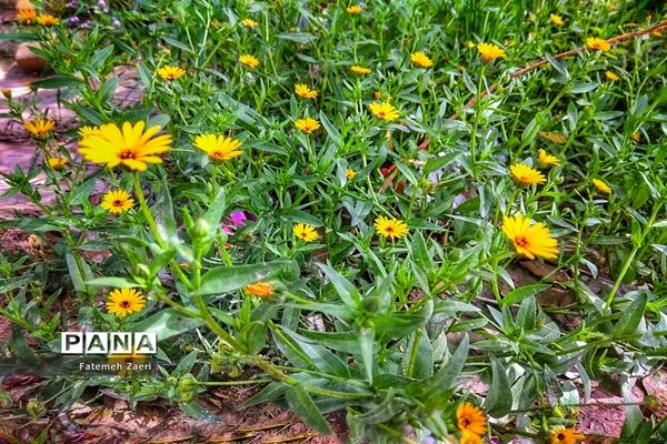 طبیعت امام زاده میر ابول(ع)  لارستان،  در انحصار زباله ها