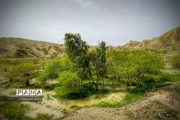 طبیعت امام زاده میر ابول(ع)  لارستان،  در انحصار زباله ها