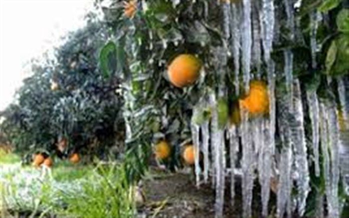 خسارت ۴۴۰ میلیارد تومانی سرمازدگی به باغات و مزارع بیمه‌‌ شده کشور